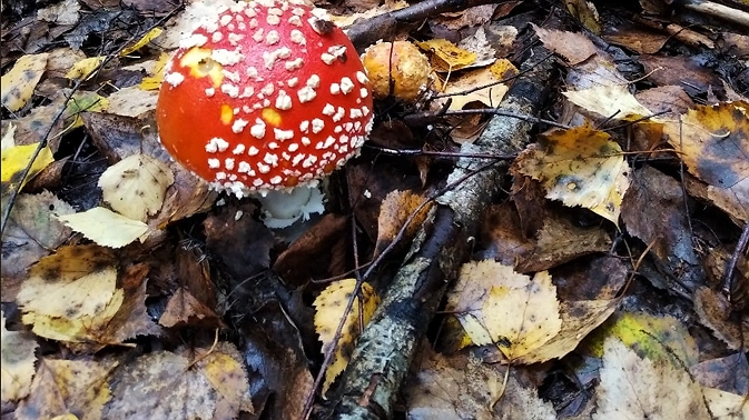 8 глупых, смешных и опасных мифов о ядовитых и несъедобных грибах: запомните навсегда - это спасет вам жизнь