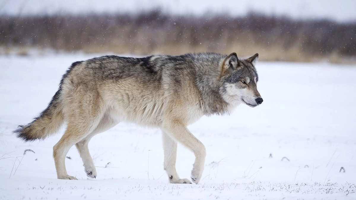 Главная картинка новости: Трех волков застрелили в Белохолуницком районе после нападений на охотничьих собак