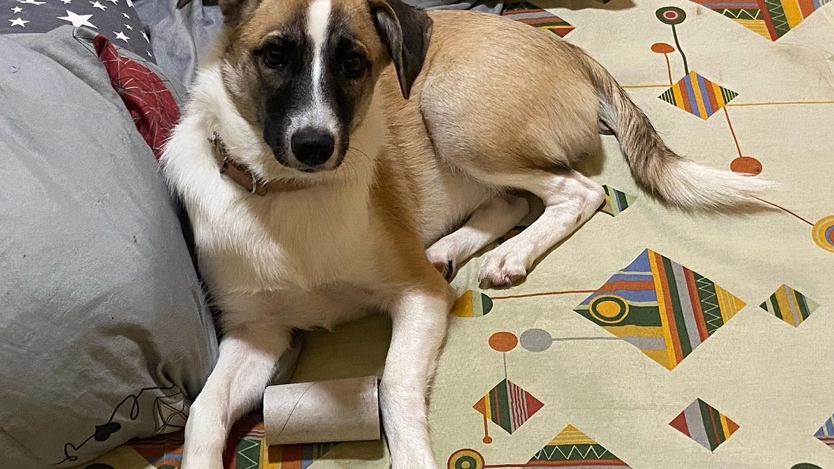 Собаки нам врут – а мы ведёмся