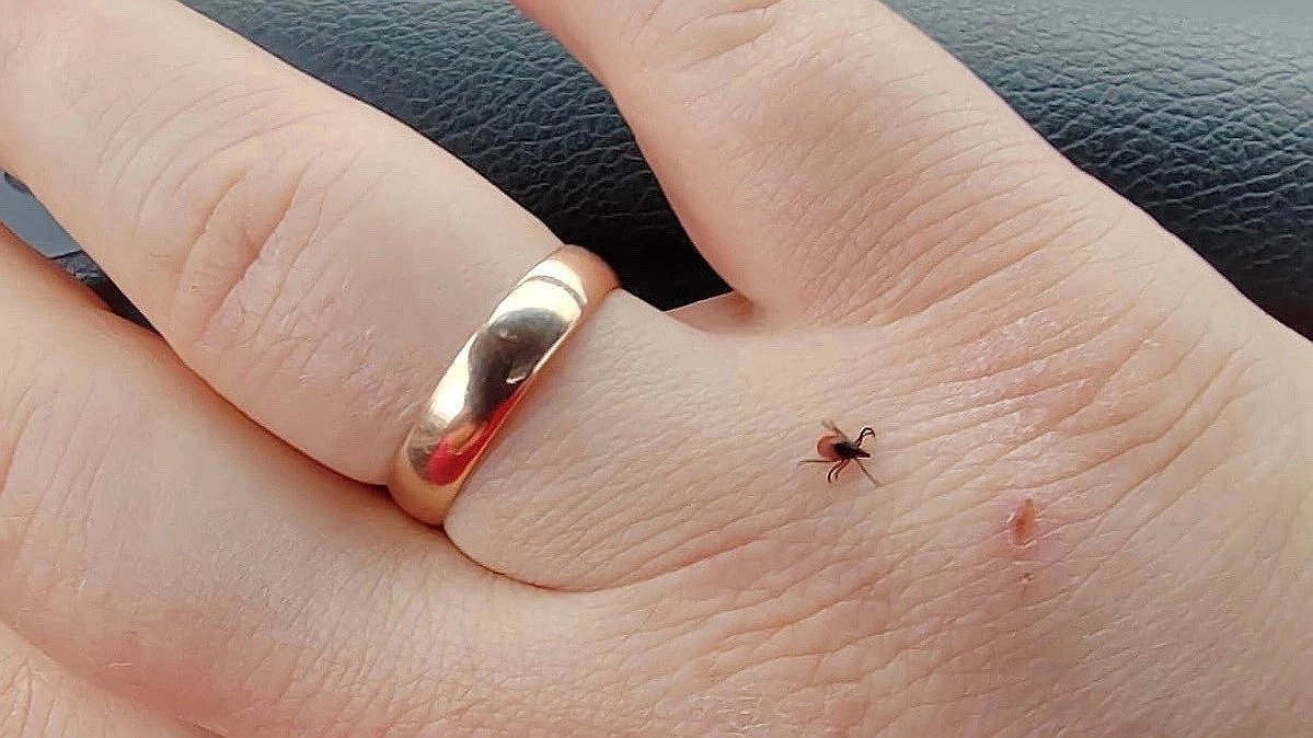 Дешёвое средство против клещей за 45 рублей оказалось эффективнее популярных репеллентов: беру сразу по 5 баночек