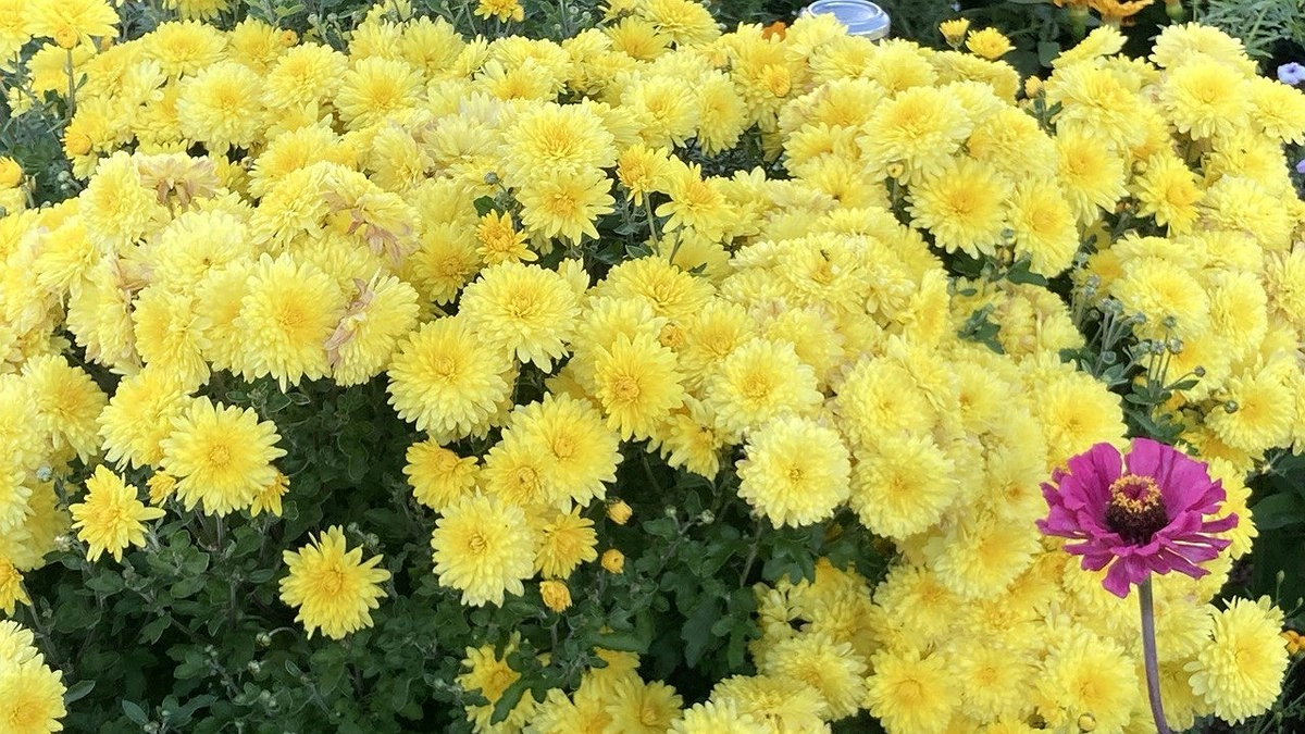 Идеальный сад для ленивых: выбирайте любой из 5 эффектных многолетников, которые растут сами