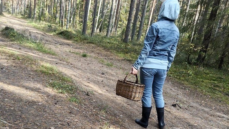 Самое грибное осеннее место нашли в кировских лесах