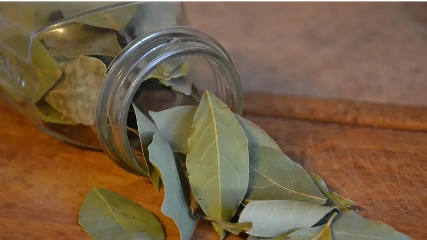 Закопала лавровый лист в огороде — и душа спокойна: делаю так каждую осень — эффект поражает