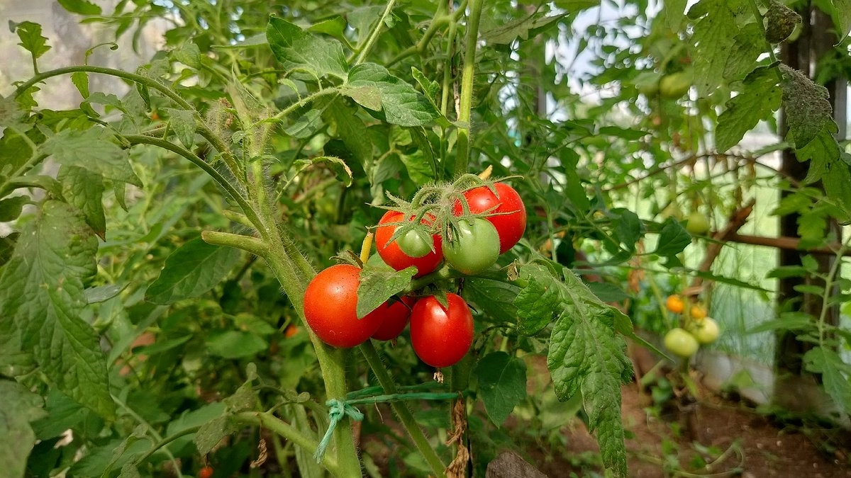 Главная ошибка огородников в августе, из-за которой ломаются томаты — исправьте её за 5 минут