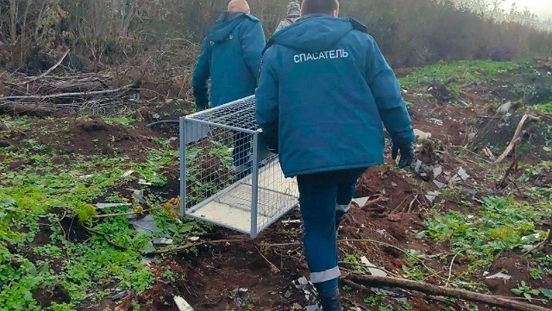 В Кирово-Чепецке ловят вышедшую к детским садам лису