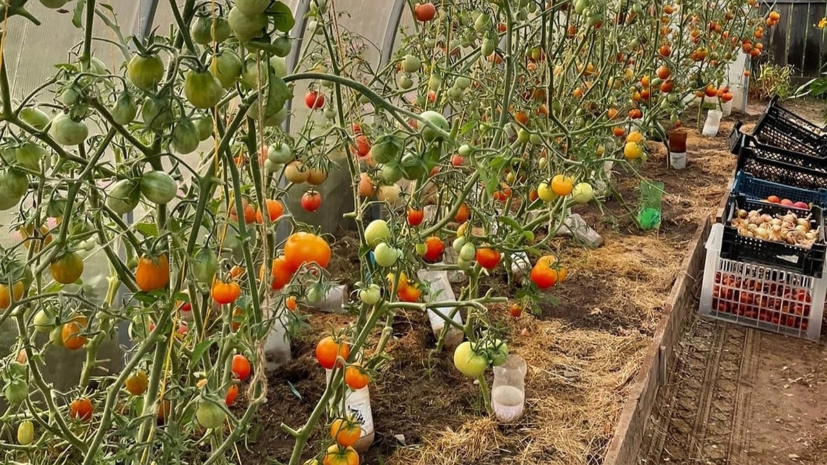 Секрет из чайной банки: подкормка, превращающая слабые кусты томатов в урожайных гигантов