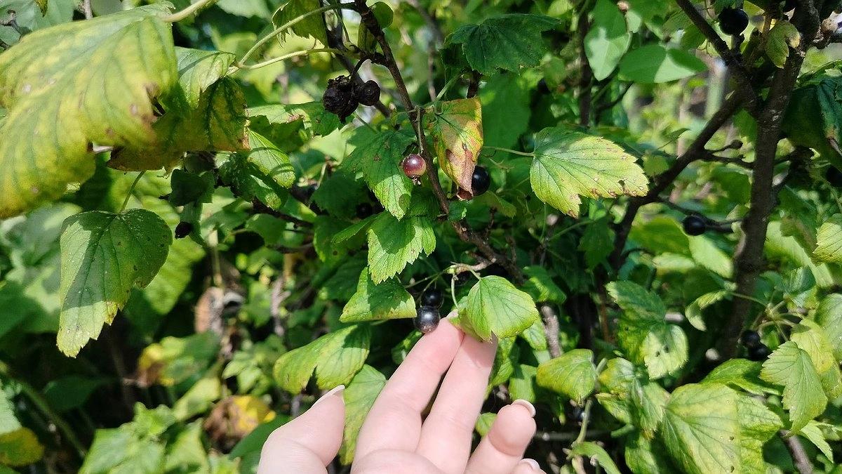 Галловая тля на смородине: 4 недорогих средства, чтобы за 10 дней вернуть листья без химии