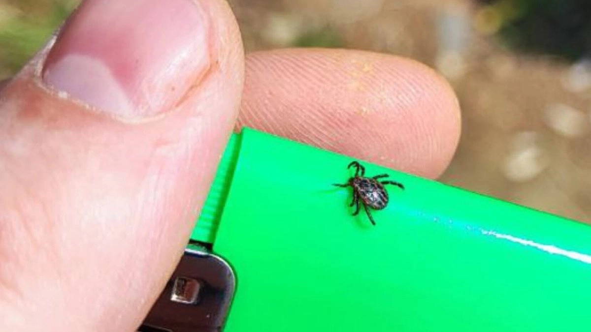 Этот простой запах клещи терпеть не могут: многие используют его вместо химии - теперь гуляю спокойно