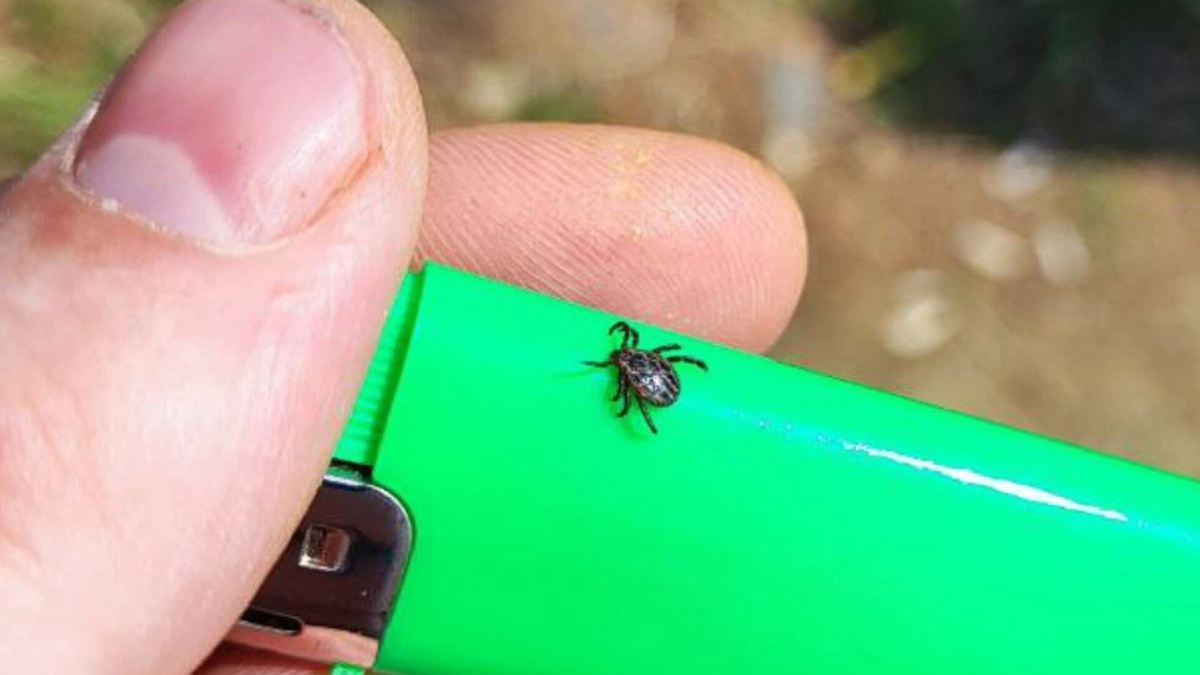 Всего 5 капель на куртку, носки или штаны — и клещи обходят стороной: бюджетный способ за 50 рублей