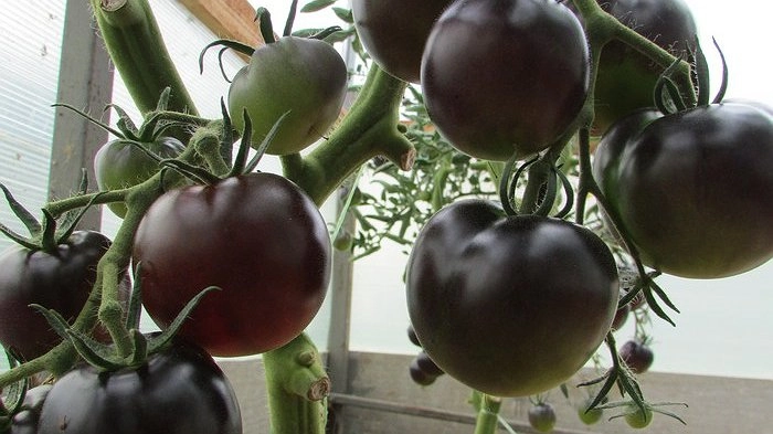 Посадила черный томат — на другие больше смотреть не хочется: затмил сладостью все красные и жёлтые помидоры в огороде