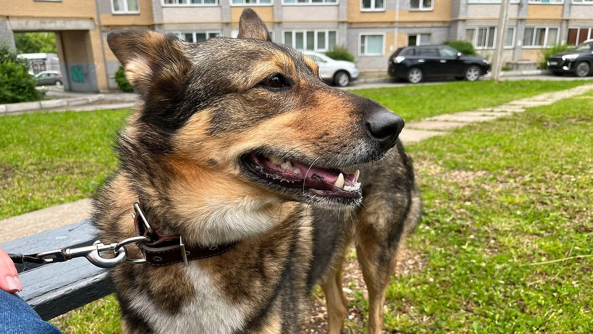 Собака не капризничает: 10 «плохих» привычек, которые на самом деле означают одно — она вас любит