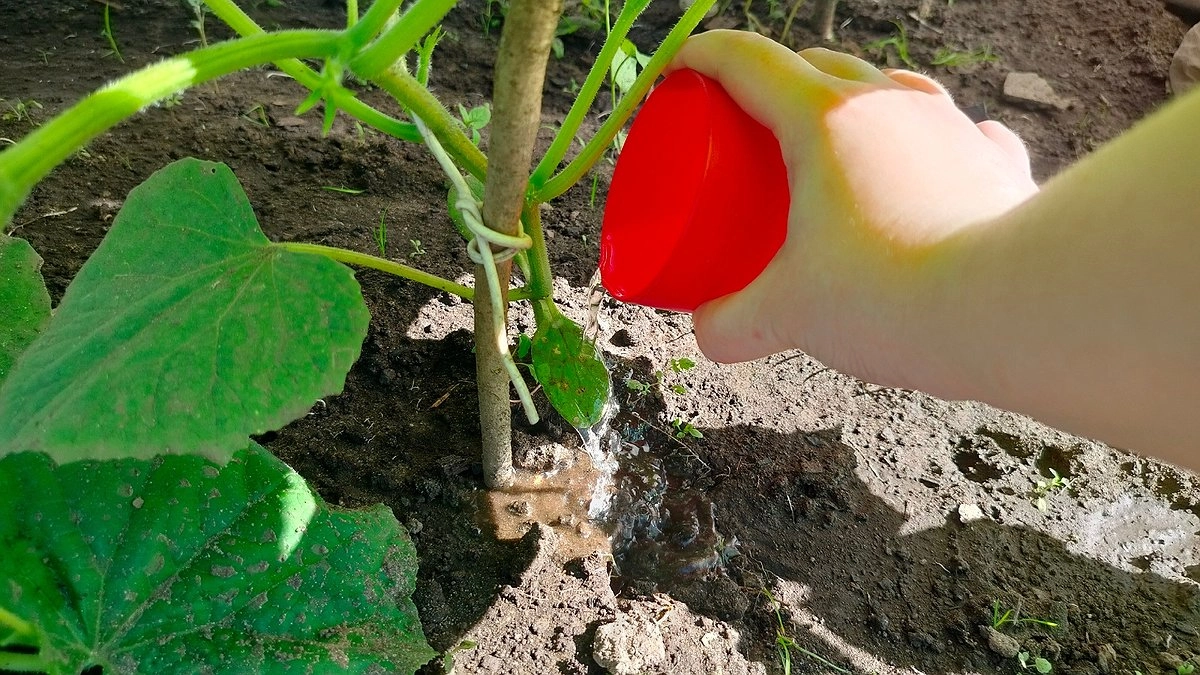 1 ст. л. на 10 л. воды для полива огурцов: 2 варианта подкормки, чтобы собирать большой урожай в августе