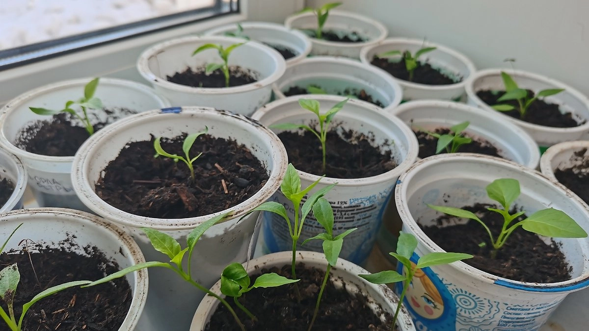 Главная картинка новости: Не настой, а "заменитель" навоза: найдена эффективная подкормка для рассады — жалоб на урожай не будет