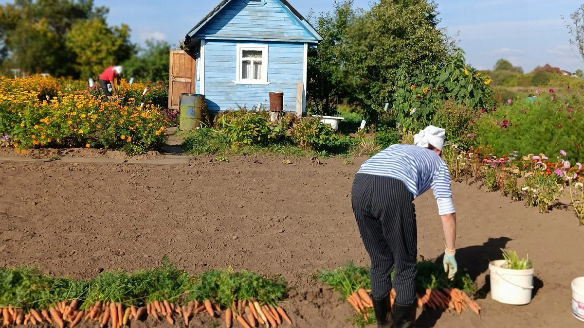Раскидываю 1 пачку этой копеечной крупы по грядкам и земля как чернозём. Дорогой навоз больше не нужен