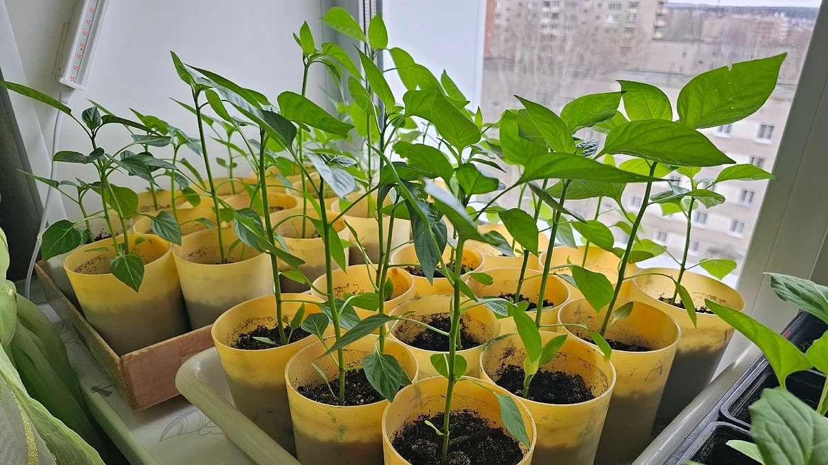 Купила в аптеке за 40 рублей, а рассада через 7 дней как после теплицы: раствор 0,5 г на 1 литр воды, который знают опытные дачники