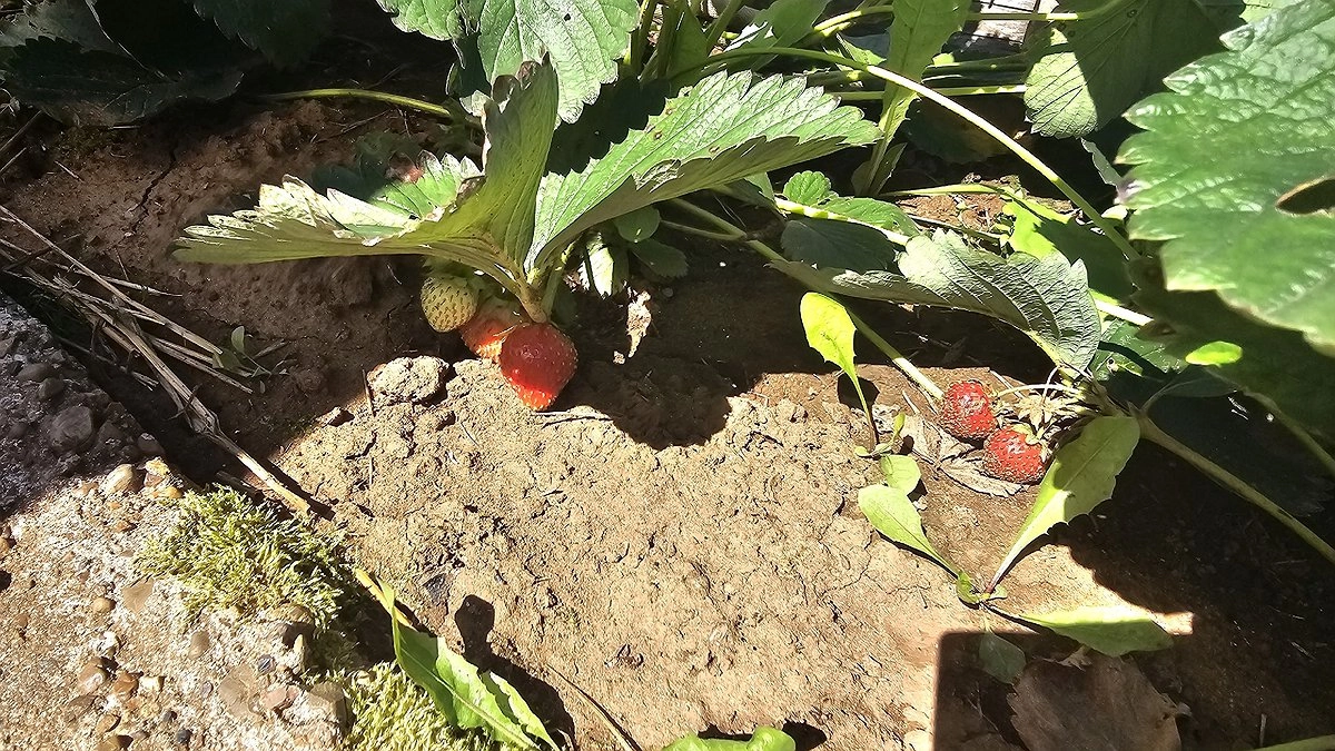 Что не любит клубника осенью: 3 дела - и куст не растет, подмерзает, мало ягод, много хворей. А многие считают их правилами