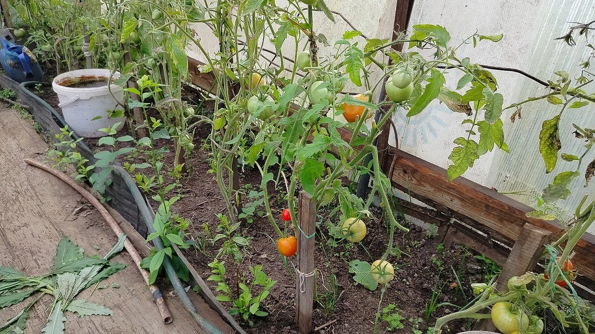 Главная картинка новости: Огурцы вновь позеленеют, а томаты мигом покраснеют! Вот чем я прыскаю в августе все растения, чтобы они «ожили»