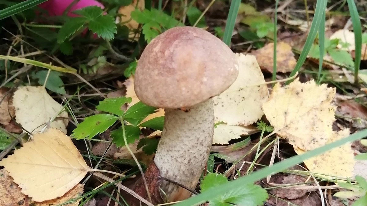 Главная картинка новости: "Не ходи в тот лес, только потеряешь время": лесник показал как определить место, где грибы можно собирать багажниками