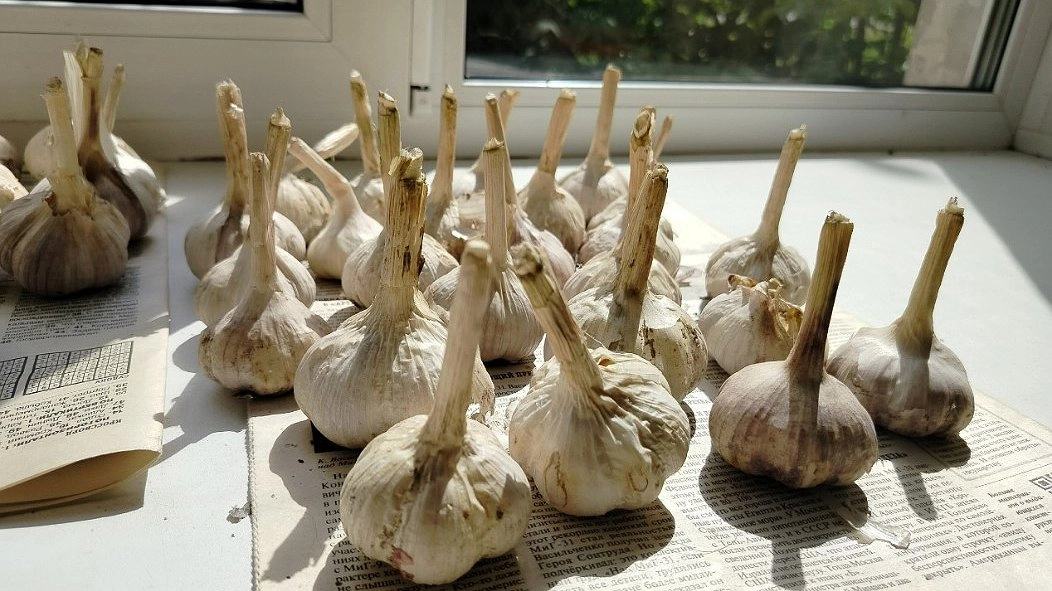 Отказалась от золы и суперфосфата - вырастила озимый чеснок размером с кулак: эти подкормки никогда нельзя давать вместе - и вот почему