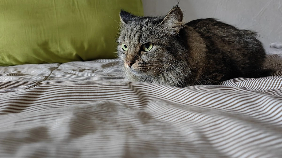 Главная картинка новости: Как нельзя называть кота: ошибки, которые превращаются в многолетнюю проблему