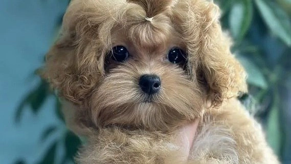 Главная картинка новости: Самую дорогую собаку в Кировской области продают за 250 тысяч рублей