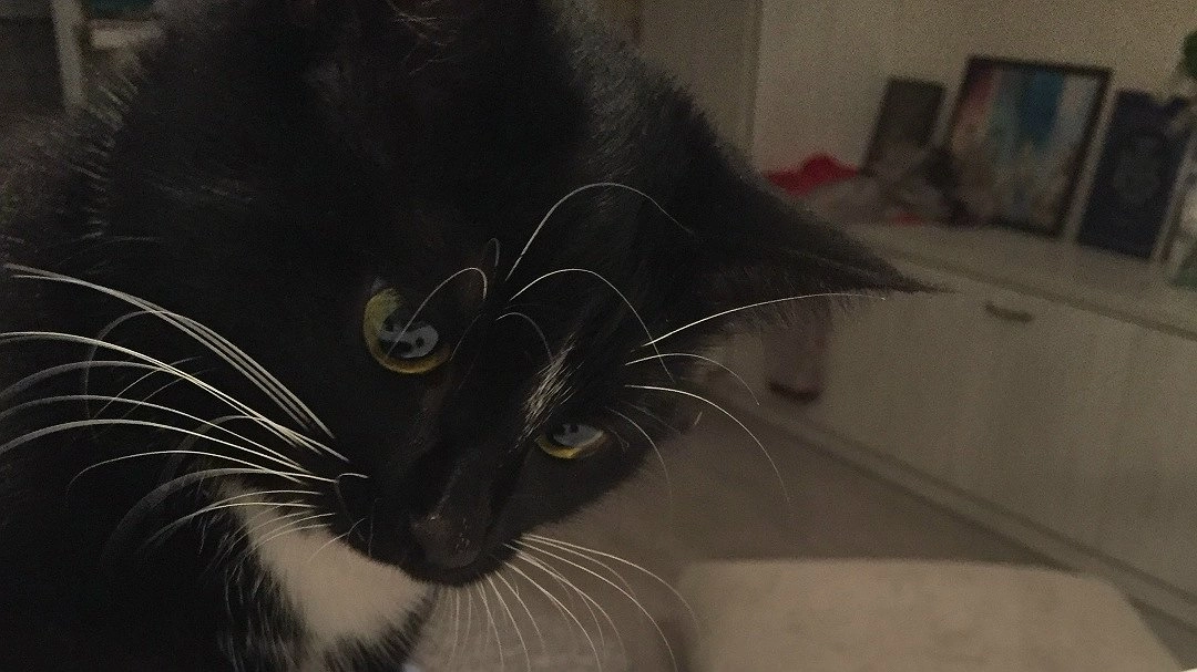 Кошачий поцелуй: 9 признаков, что кошка вас любит