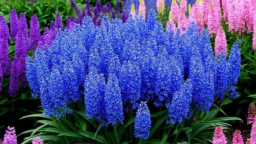 Эффектный редкий многолетник, который на весь сезон украсит сад и удивит ваших соседей