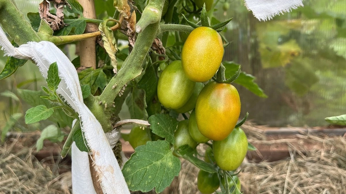 Нашёл простую деревенскую подкормку для томатов: урожай вырос до 17–19 кг с 1 м² - помидоров теперь вагон и маленькая тележка