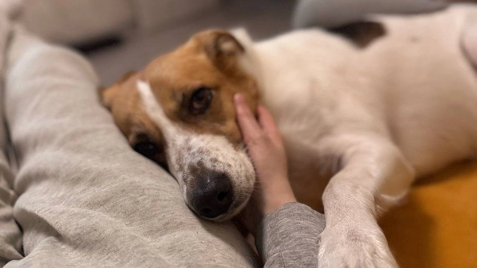 Опасные клещи уже активны и голодны: ветеринары объяснили, что лучше для собак — капли или таблетки