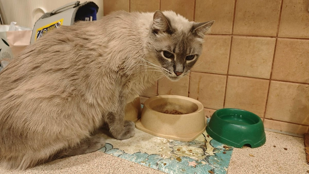 Главная картинка новости: В Кирове ветеринары удалили коту двухкилограммовую опухоль