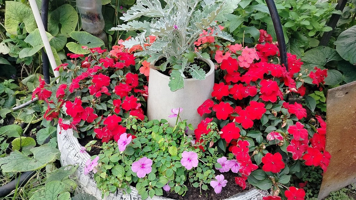 Лопата больше не нужна: 5 шагов к "ленивому огороду", где многолетники сами удобряют грядки - и почему я раньше об этом не знала