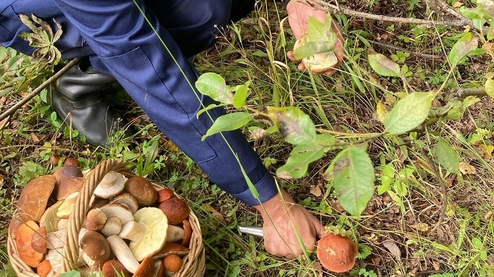 Миколог объяснил, как просто распознать ядовитый гриб: скрыт под землей