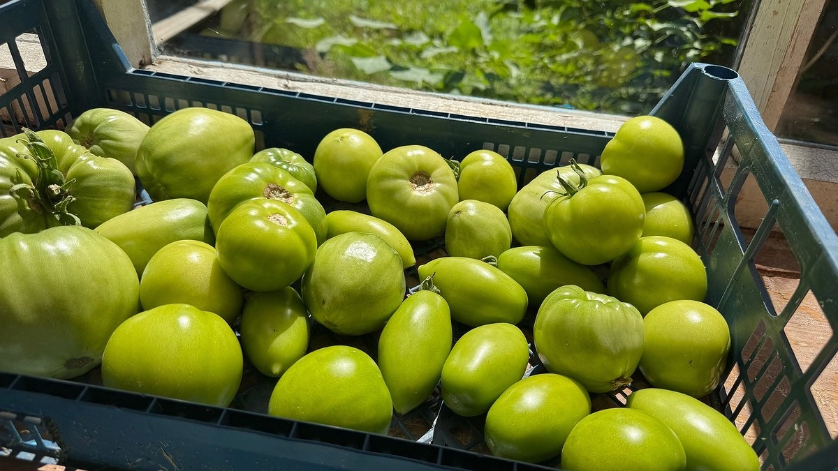 Как правильно собирать томаты для дозревания: хитрости для сочности и аромата от опытного огородника