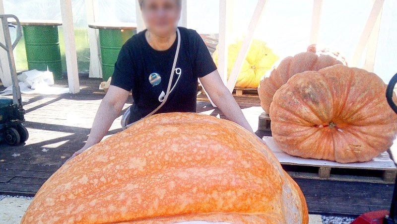Выращенная чепецким заключенным тыква поехала на Битву гигантов в Москву
