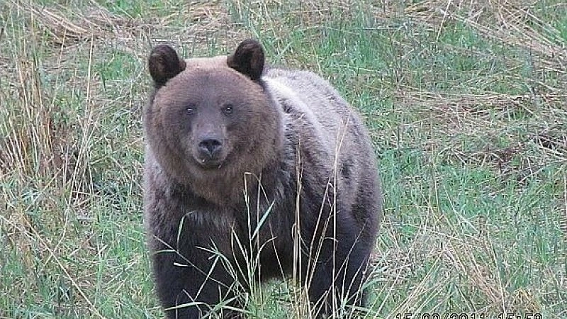 В Кировской области закрыли сезон охоты на медведей
