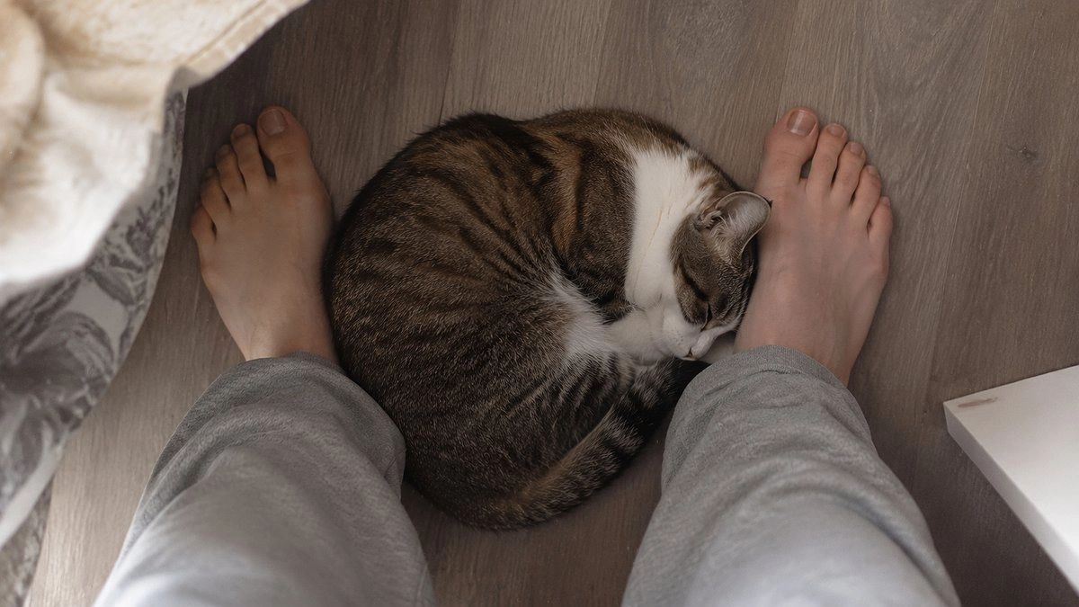 Кошка спит в ваших ногах не просто так: 5 ошибок хозяев, которые лишают ее чувства безопасности