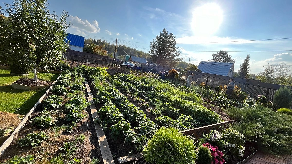 Главная картинка новости: Сорняки разом завянут: разведите стакан на ведро и полейте вечером - не узнаете свой огород