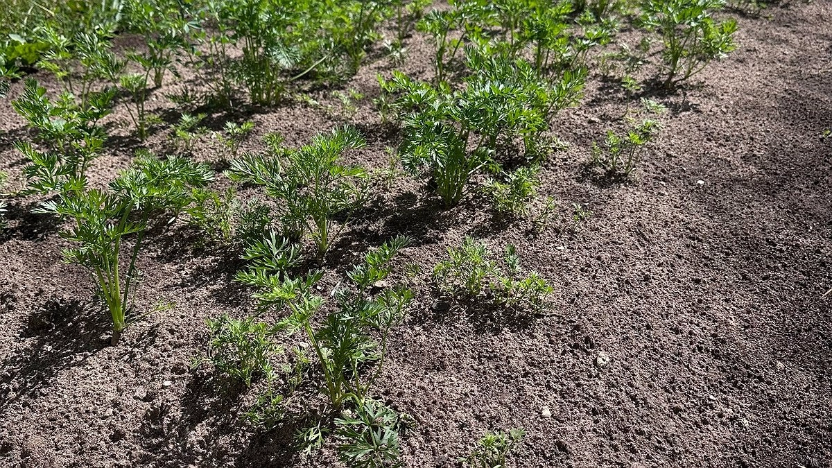 Морковь стала крупнее и слаще в 2 раза: что я сыплю в бороздки в середине лета — делюсь опытом