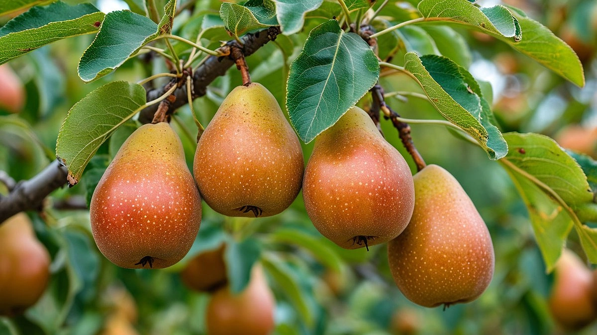 200 граммов под дерево – груши вырастут слаще меда и сочнее арбуза: делаем это сразу после схода снега