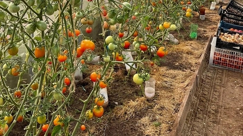 Главная картинка новости: Только эти томаты посажу в 2026 году. Томаты-работяги, очень урожайные, плодоносят огромными гроздьями, не болеют, по 100 кило с куста