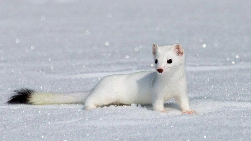 Главная картинка новости: В кировских лесах обитает зверь с поистине королевским мехом