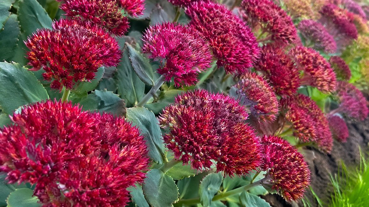 Растёт сам и не требует ухода: дивный многолетник для ленивых садоводов, который превращает участок в яркую поляну