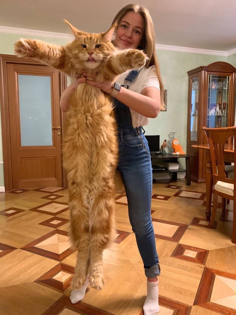 Кошка саванна фото с человеком
