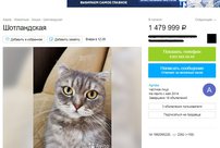 Кировчанин отдает кошку почти за 1,5 млн рублей, но не торопитесь возмущаться: у человека благие цели