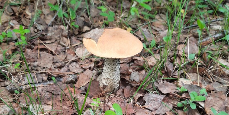 В Кировской области пошли первые грибы