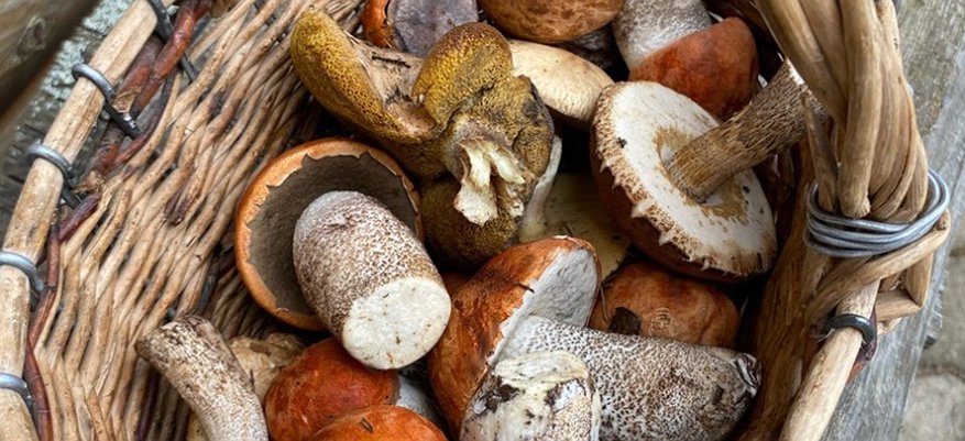 В кировских лесах начался грибной сезон: места сбора подосиновиков