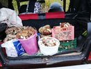 «Четыре ведра за четыре часа»: куда идти за грибами в Кировской области
