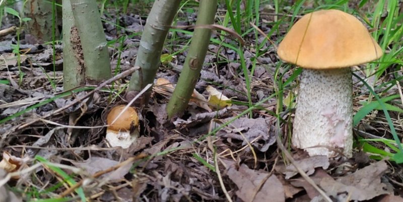 Кировчане назвали самые грибные места в области