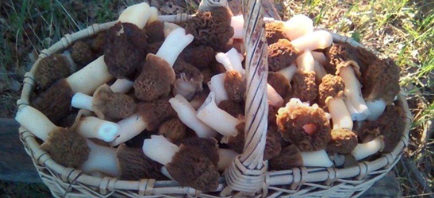 Кировчане открыли грибной сезон: где можно найти первые грибы