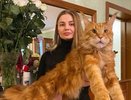 Кировчане рассказали о своих самых крупных питомцах - мейн-кунах